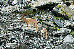 �������, ��������� ������ �����,  �������� ���� 