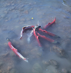 ������������ �������, �������� ����������  1971 �