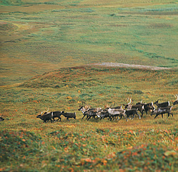 ������������ �������, �������� ����������  1971 �