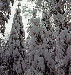 ��������� ������� ����. ����