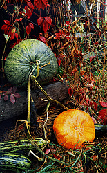 ������������ ���������, ����� ������������