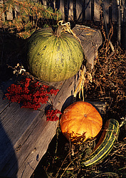 ������������ ���������, ����� ������������