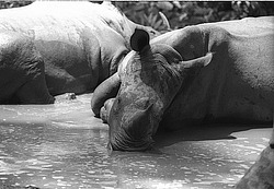 ����������� ���������. ����