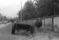 ����������� ���������. ����