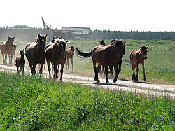 ���� �����, ������������� �������, ������