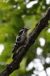 ����� ������ ����� (Dendrocopos minor) � ������, ������-�������� ����������, ���������� ����, ������