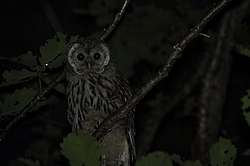 ������������� ������� (Strix uralensis) ������-�������� ����������, ���������� ����, ������