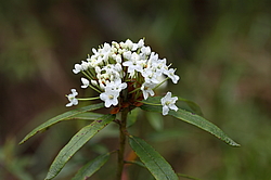��������� ������ (Ledum hypoleucum) ������-�������� ����������, ���������� ����, ������