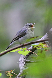 ����� ������� (Luscinia cyane) ������-�������� ����������, ���������� ����, ������