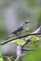 ����� ������� (Luscinia cyane) ������-�������� ����������, ���������� ����, ������