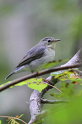 ����� ������� (Luscinia cyane) ������-�������� ����������, ���������� ����, ������