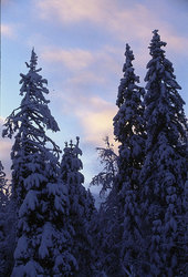 ����������� ��� � ������������ ��������� (�������)