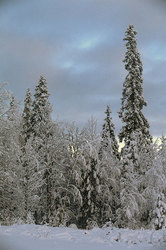 ����������� ��� � ������������ ��������� (�������)