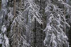 ����������� ��� � ������������ ��������� (�������)