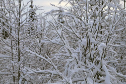 ����������� ��� � ������������ ��������� (�������)