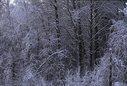 ����������� ��� � ������������ ��������� (�������)