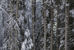 ����������� ��� � ������������ ��������� (�������)