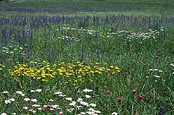 ������� ����� � ���������� ����������� ������