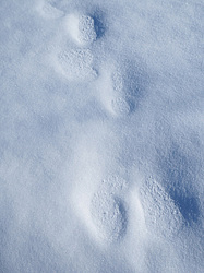 ������� ��������� �����