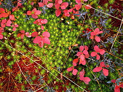 ������� ������ � �����