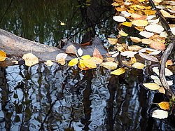 ������� ������ � �����