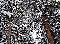 ����������� �����, �������-������.������,����