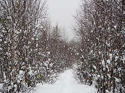 ����������� �����, �������-������.������,����