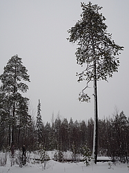 ����������� �����, �������-������.������,����