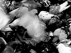 ������, ����. ����