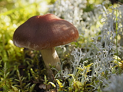 �����. �������� �����, ���������� ����, ������ 2016