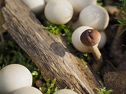 �����. �������� �����, ���������� ����, ������ 2016