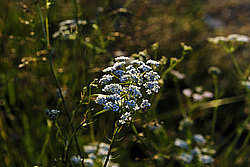 ������������� ������������ - Achillea millefolium