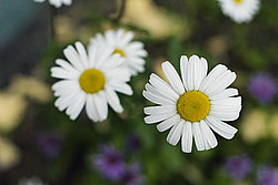 ������� (���. Matricaria)