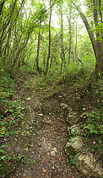 ������������ ��������� �������, �����������