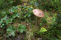 �����-�������� ��������� ��������� ���� �����. ��������� �����, �������