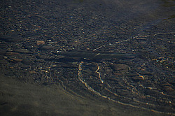 �������, ������, ���� ���������, �������