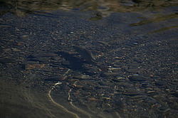 �������, ����� ��������, ���� ���������, �������