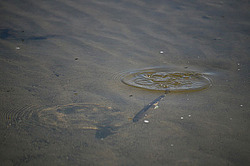 �������, ������, ���� ���������, �������