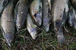 �������, ����� ��������, ���� ���������, �������