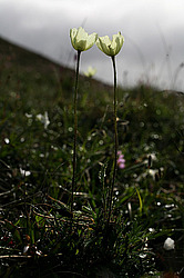 �������� ���, ������-�������� �������