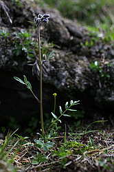 �������� ������, ������-�������� �������