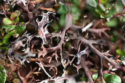 �������� ������, ������-�������� �������