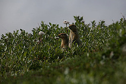 ������������ ������ (Spermophilus parryii) ����� ���� ���������, �������