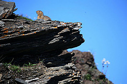 ������������ ������ (Spermophilus parryii) ����� ���� ���������, �������