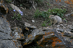 ������������ ������ (Spermophilus parryii) ����� ���� ���������, �������