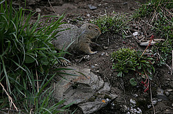 ������������ ������ (Spermophilus parryii) ����� ���� ���������, �������