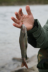 �������, ����� �������, ���� ���������, �������