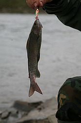 �������, ����� �������, ���� ���������, �������