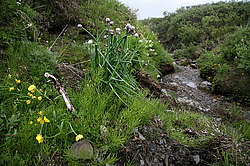 �������� ������, ������-�������� �������