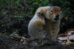 ������������ ������ (Spermophilus parryii) ����� ���� ���������, �������